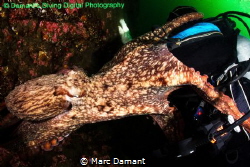 We always try and be respectful of wildlife in our intera... by Marc Damant 